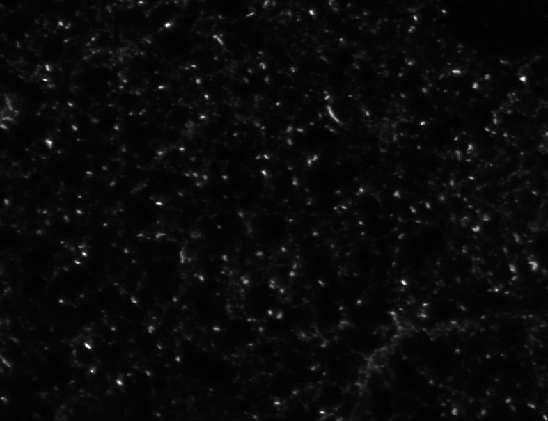 Before Deconvolution