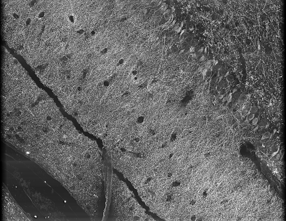 After Flat-Field Correction