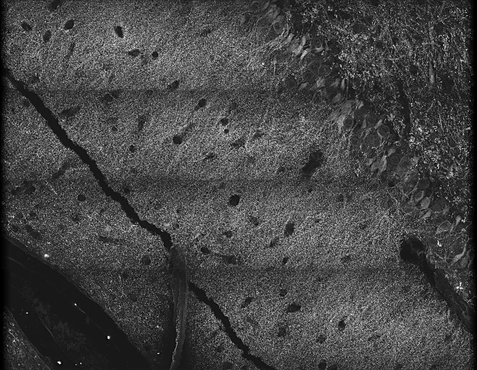 Before Flat-Field Correction